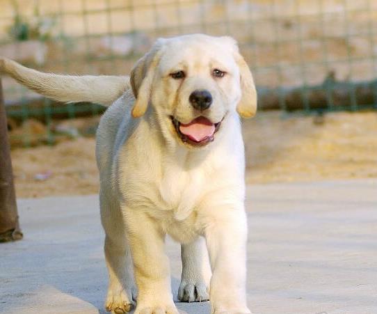 上海宠物狗犬舍出售拉布拉多犬买狗卖狗在哪有