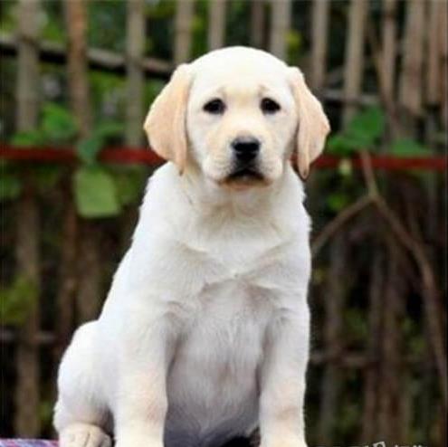 长沙宠物狗狗犬舍出售纯种拉布拉多犬 狗市场
