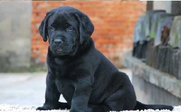 厦门宠物狗狗犬舍出售纯种拉布拉多犬 狗市场