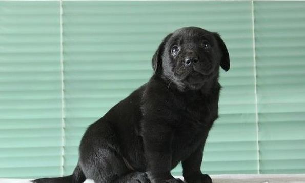 福州宠物狗狗犬舍出售纯种拉布拉多犬幼犬领养