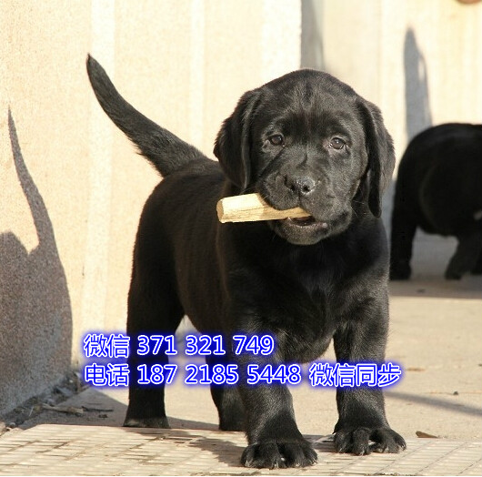 无锡狗狗 拉布拉多犬出售纯种幼犬 无锡犬舍全