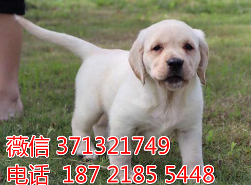 大连宠物 拉布拉多犬出售纯种 大连犬舍在哪里 