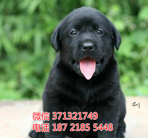 郑州狗狗 拉布拉多犬出售纯种幼犬 郑州犬舍 