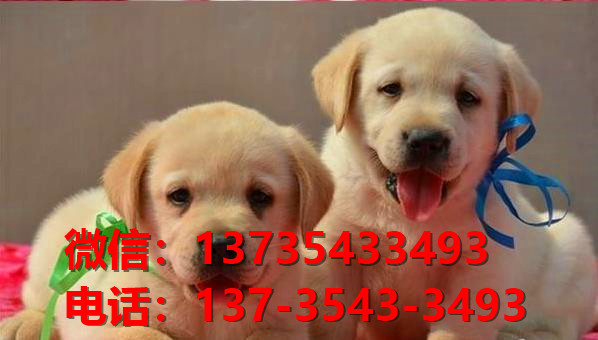 纯种拉布拉多犬出售 长沙宠物狗犬舍领养宠物狗市场在哪里卖狗买狗