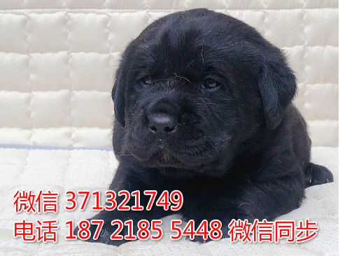 武汉狗狗 拉布拉多纯种幼犬 武汉狗场 全国发货