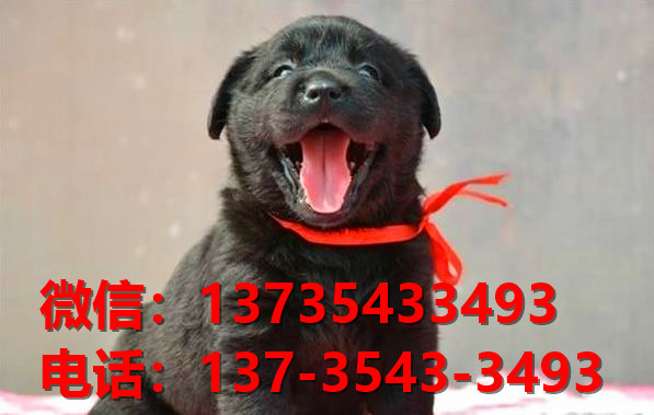 纯种拉布拉多犬出售 长沙宠物狗犬舍领养宠物狗市场在哪里卖狗买狗