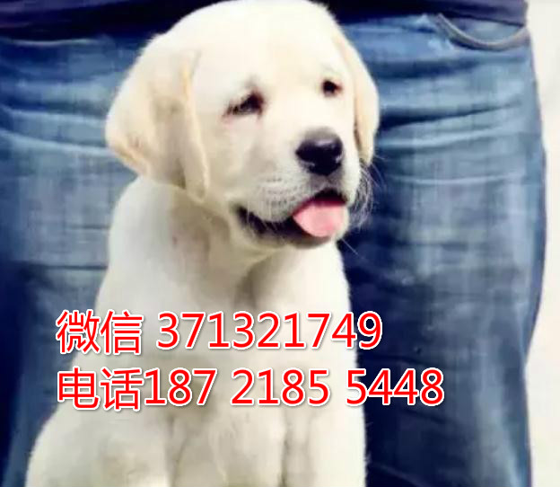济南狗狗 拉布拉多犬出售纯种幼犬 济南狗场 