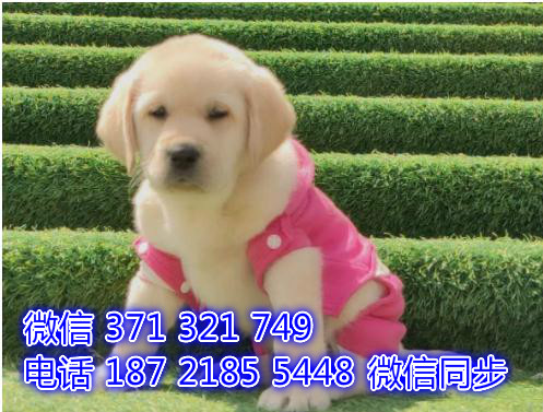 6全国发货 犬舍繁殖拉布拉多 出售纯种幼犬 包