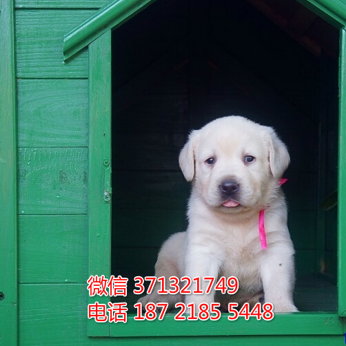 长沙宠物 拉布拉多犬出售纯种幼犬 长沙狗场在