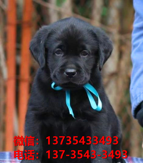 厦门宠物狗出售纯种拉布拉多犬宠物狗市场在哪里卖狗拉布拉多幼犬领养