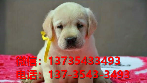 纯种拉布拉多犬出售 长沙宠物狗犬舍领养宠物狗市场在哪里卖狗买狗