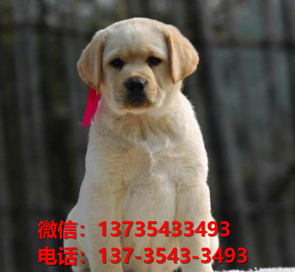 西安宠物狗出售纯种拉布拉多犬宠物狗市场在哪里卖狗拉布拉多幼犬领养
