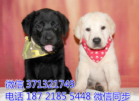 武汉精品拉布拉多出售纯种幼犬 武汉犬舍在哪