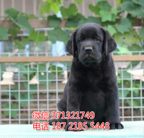 郑州狗狗 拉布拉多犬出售纯种幼犬 郑州犬舍 全国发货