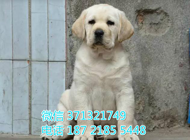全国发货 拉布拉多犬纯种幼犬 南京犬舍狗场特