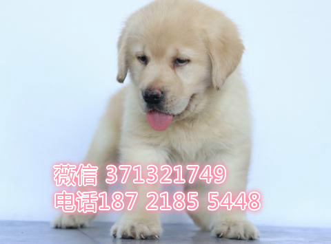 厦门狗狗 拉布拉多出售纯种幼犬 厦门全国发货