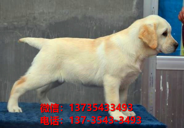 陕西西安犬舍出售纯种拉布拉多犬宠物狗市场在哪卖狗哪里有狗狗买