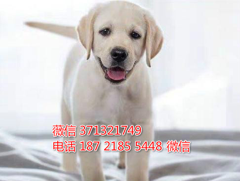 南昌宠物拉布拉多犬出售纯种 南昌犬舍 南昌宠