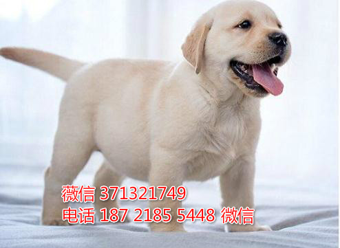 哈尔滨宠物 拉布拉多犬出售纯种幼犬 哈尔滨狗