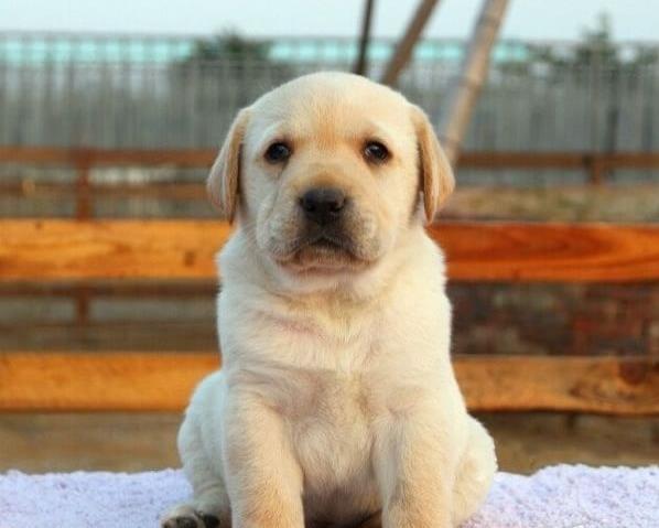 陕西西安犬舍出售纯种拉布拉多犬宠物狗市场在