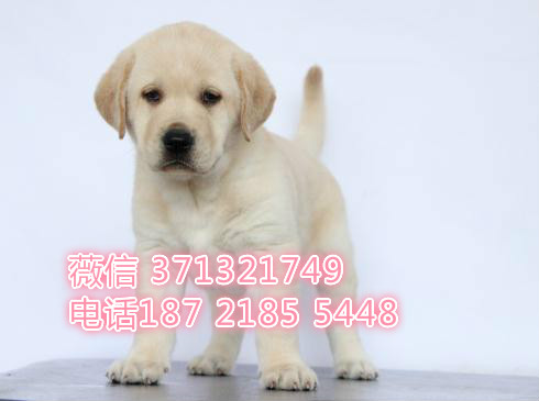 西安 全国发货 拉布拉多犬纯种幼犬 西安犬舍