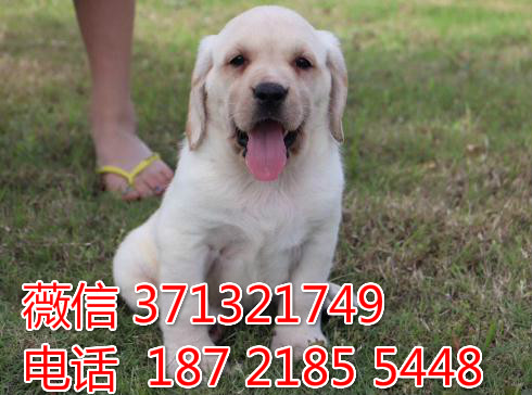 大连宠物 拉布拉多犬出售纯种 大连犬舍在哪里