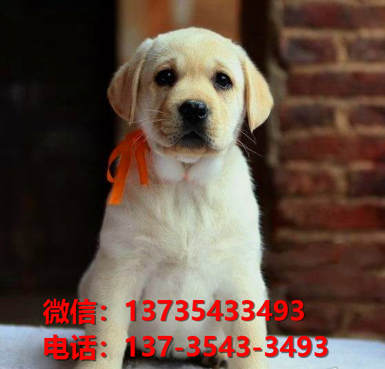 陕西宠物狗狗在哪有卖狗地方 网上狗市场在买狗纯种拉布拉多