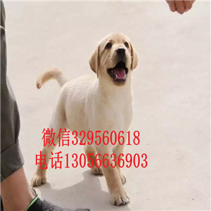  廊坊哪里有纯种拉布拉多卖出售纯种拉布拉多