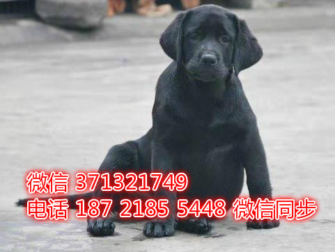 特价拉布拉多出售纯种幼犬 专业繁殖专业发货 可上门看似