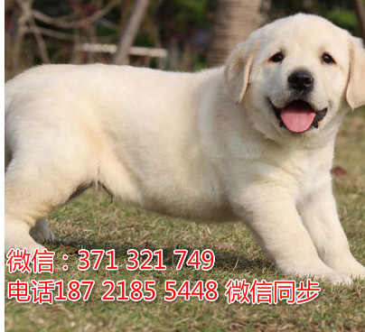 全国特惠拉布拉多纯种幼犬 支持上门 支持空运汽运 包健康谟