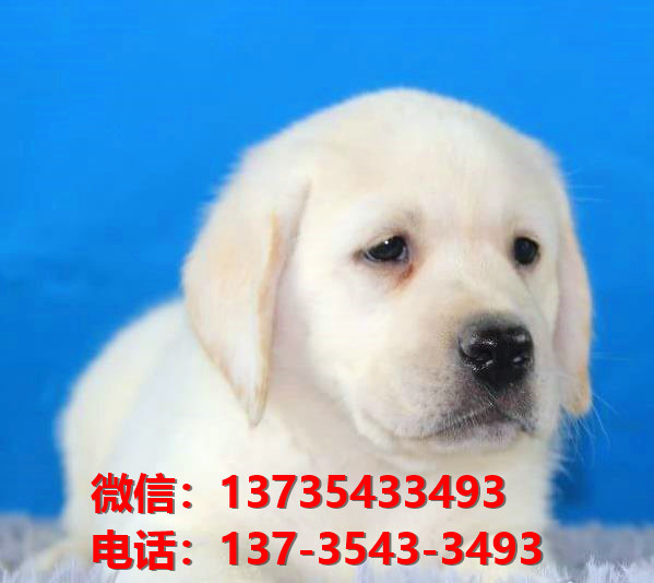 纯种拉布拉多犬幼犬出售 西安宠物狗狗犬舍转让健康正宗宠物狗狗导盲犬卖狗地方