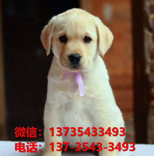 陕西宠物狗狗在哪有卖狗地方 网上狗市场在买