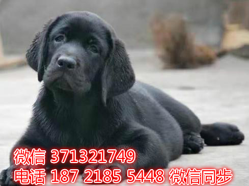 特价拉布拉多出售纯种幼犬 专业繁殖专业发货 可上门看似