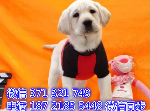 深圳宠物狗狗拉布拉多出售幼犬 全国可以发货