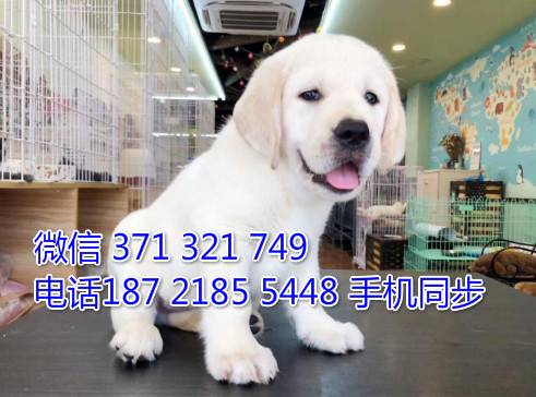 拉布拉多幼犬出售纯种 狗场直销宠物 哪里有宠物狗狗哑