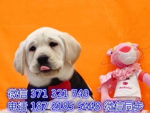 宠物狗狗拉布拉多全国可以发货 犬舍繁殖 包健康谈