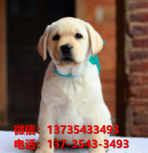陕西宠物狗狗在哪有卖狗地方 网上狗市场在买狗纯种拉布拉多