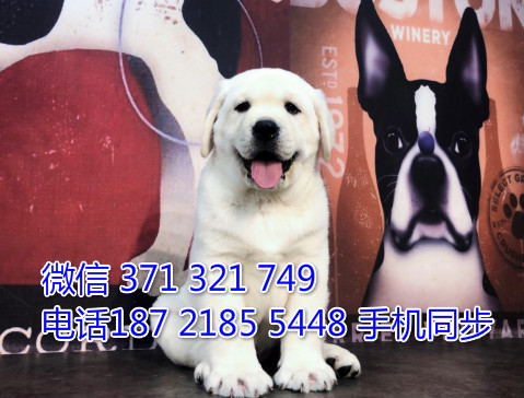 拉布拉多幼犬出售纯种 狗场直销宠物 哪里有宠物狗狗囱