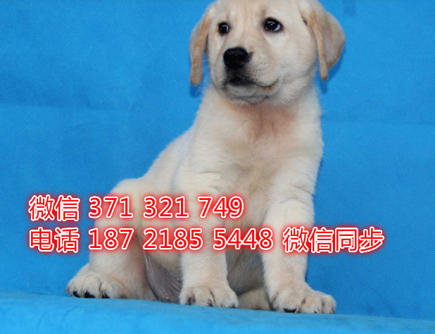 犬舍直销，哪里有宠物拉布拉多，精品小型中型大型犬狗狗焕