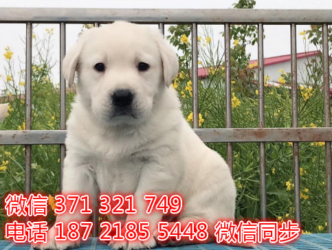 拉布拉多宠物买卖 宠物市场 宠物狗狗图片宠物