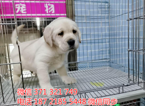 犬舍拉布拉多纯种幼犬出售 拉布拉多犬舍狗场宠物狗孜