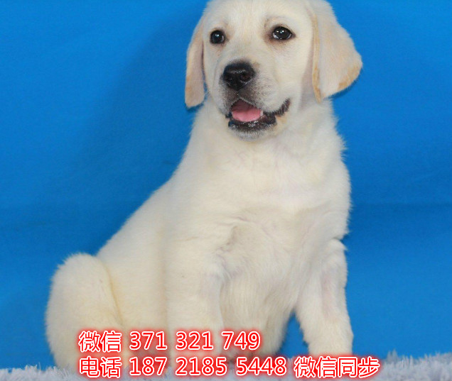 犬舍直销，哪里有宠物拉布拉多，精品小型中型大型