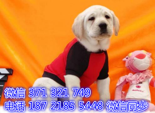 宠物市场 哪里有宠物拉布拉多，精品小型中型大型犬狗狗够