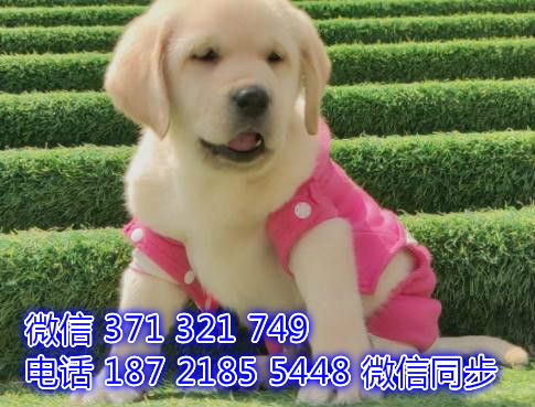 拉布拉多出售 宠物狗狗  宠物市场 狗狗图片 买卖狗狗吻