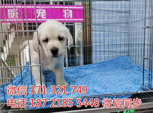 犬舍拉布拉多纯种幼犬出售 拉布拉多犬舍狗场宠物狗献