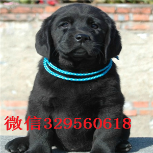  廊坊哪里出售拉布拉多黑色拉布拉多大骨架拉