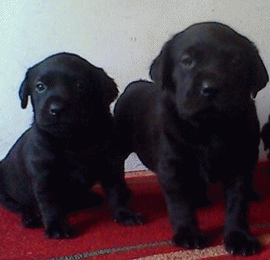 保山买狗 保山买拉布拉多请进 狗场小拉多出售