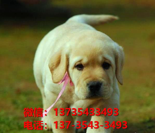 长沙天心区犬舍哪里有纯种拉布拉多犬领养活体