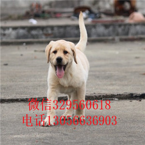  赤峰哪里有纯种拉布拉多卖黑色拉布拉多专业