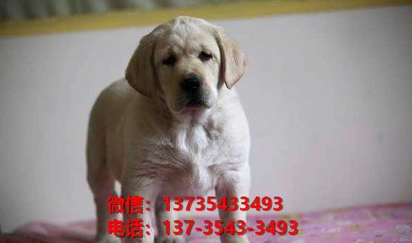 枣庄宠物狗狗犬舍出售纯种拉布拉多犬幼犬卖狗买狗网站在哪里有狗市场领养